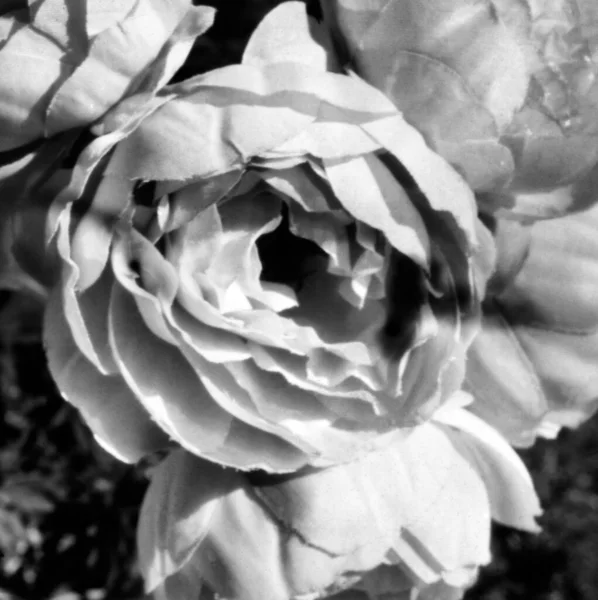 Floração Uma Rosa Peônia Florescendo Maio Esta Foto Preto Branco — Fotografia de Stock