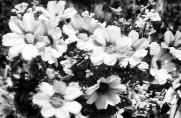 Ramo Flores Con Pequeñas Cabezas Flores Esta Foto Blanco Negro —  Fotos de Stock