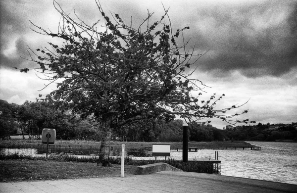 Old Tree Sign Edge River Black White Photo Taken Pinhole — Stock Photo, Image