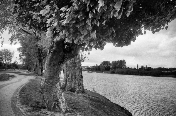 Some Trees Large Quiet River Black White Photo Taken Pinhole — Stock Photo, Image
