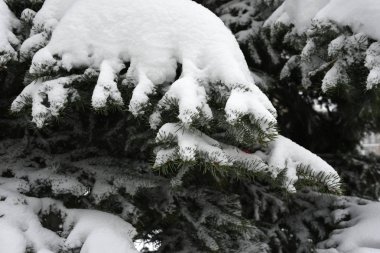 çam dalları ile kar.