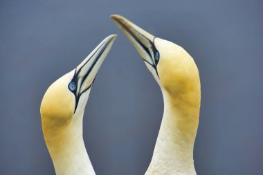 Kırmızı Kaya Üzerinde Kuzey Garnet - Morus bassanus,