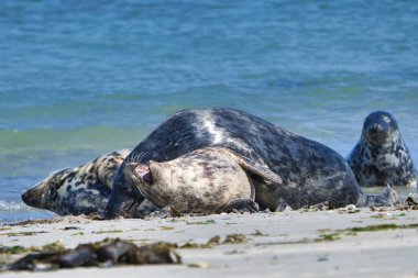 Heligoland sahilinde gri mühür - ada Dune