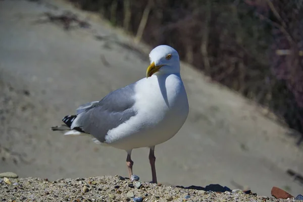 European herring gull on heligoland — Stock Photo, Image