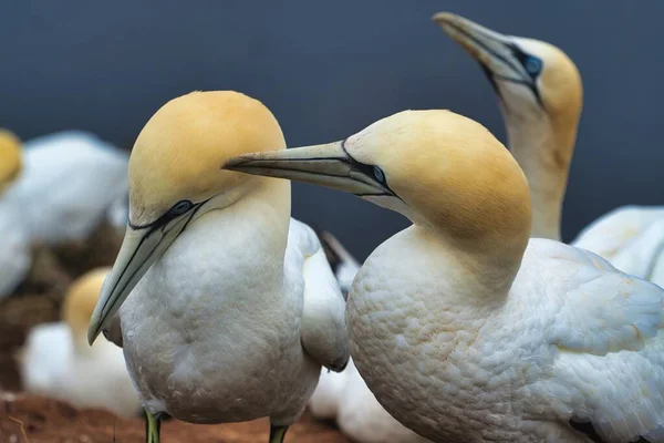 Kırmızı Kaya Üzerinde Kuzey Garnet - Morus bassanus,