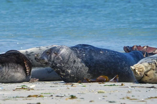 Grijze zegel op het strand van Helgoland-eiland Duin — Stockfoto