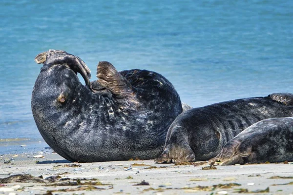 Foca gris en la playa de Heligoland - isla Dune —  Fotos de Stock