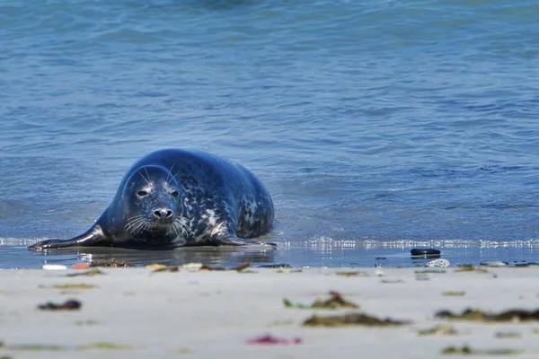 Sigillo grigio sulla spiaggia di Helgoland - isola di Dune — Foto Stock