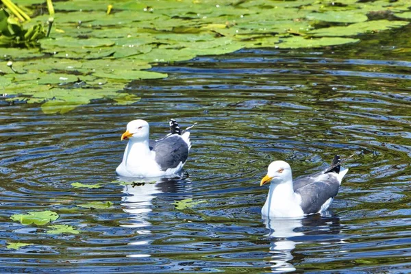 Heligoland avrupa ringa martı — Stok fotoğraf