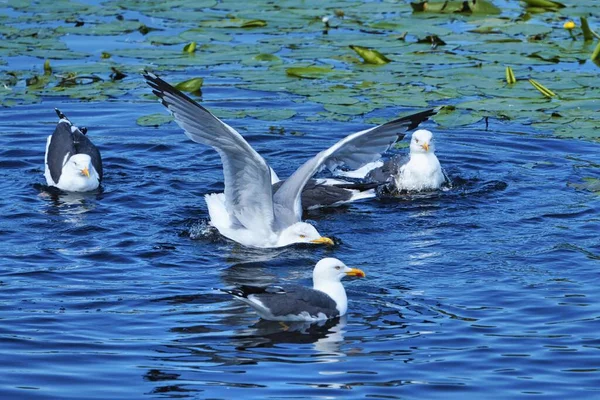 Gull śledzia na Helgoland — Zdjęcie stockowe