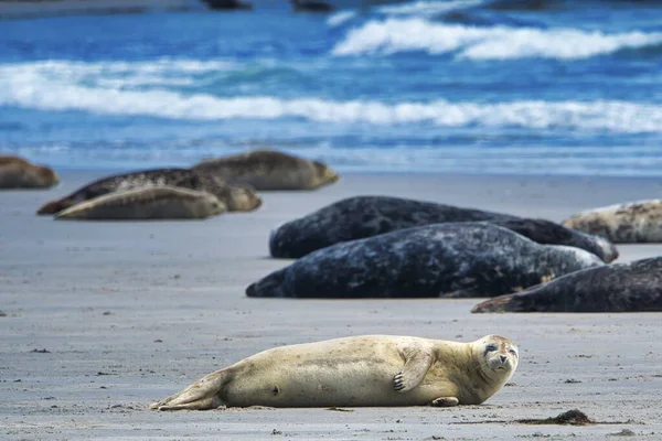 Šedá pečeť na Helgoland — Stock fotografie