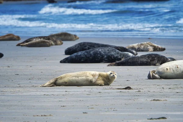 Šedá pečeť na Helgoland — Stock fotografie