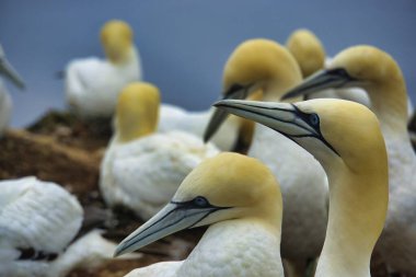Kırmızı Kaya Üzerinde Kuzey Garnet - Morus bassanus,