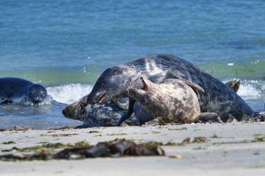 Heligoland sahilinde gri mühür - ada Dune