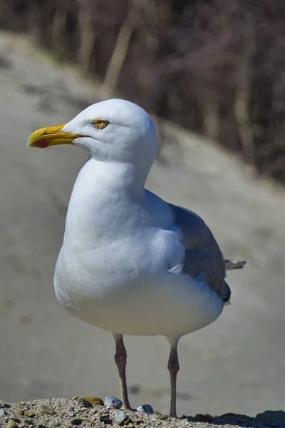 European herring gull on heligoland — Stock Photo, Image