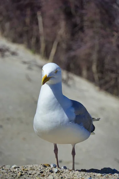 European herring gull on heligoland — Stock Photo, Image