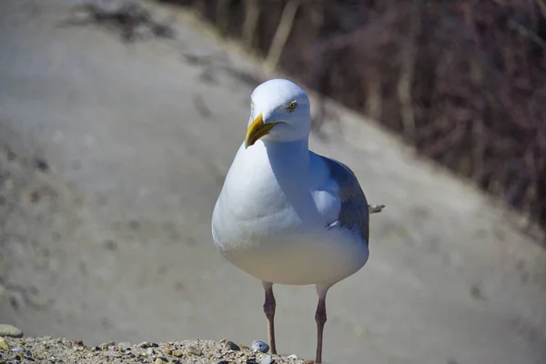 European herring gull on heligoland — Stock Photo, Image