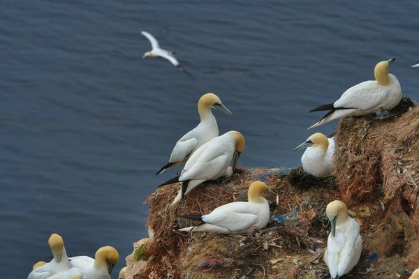 Kırmızı Kaya Üzerinde Kuzey Garnet - Morus bassanus,