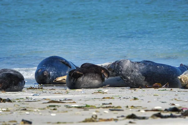 Kegelrobbe am Strand von Helgoland - Inseldüne — Stockfoto