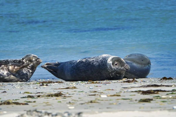 Foca gris en la playa de Heligoland - isla Dune —  Fotos de Stock