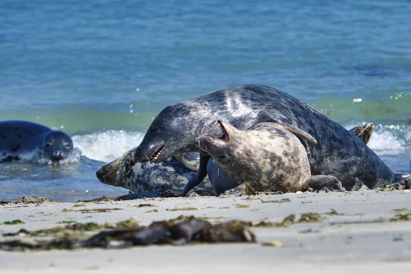 赫利戈兰海滩上的灰色海豹 - 沙丘岛 — 图库照片