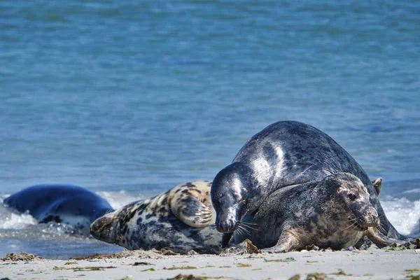赫利戈兰海滩上的灰色海豹 - 沙丘岛 — 图库照片