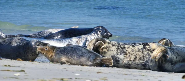 Grijze zegel op het strand van Helgoland-eiland Duin — Stockfoto