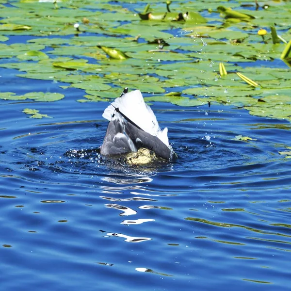 赫利戈兰的欧洲海鸥 — 图库照片