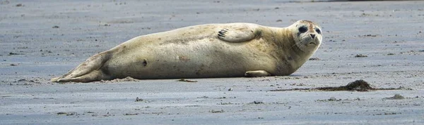 Серый тюлень на Гельголанде — стоковое фото