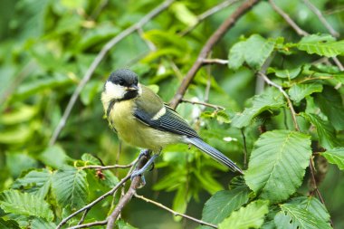 Vahşi doğada yeşil ağaçtaki büyük eğim