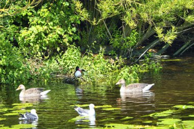Heligoland avrupa ringa martı Grubu - ada Dune - tatlı su gölet içinde tüy temizleme - Larus argentatus