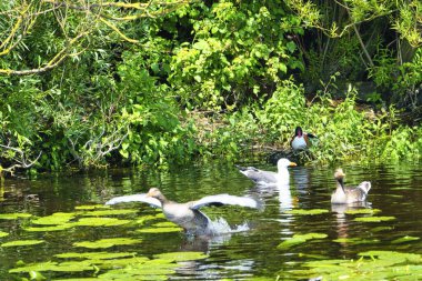 Heligoland avrupa ringa martı Grubu - ada Dune - tatlı su gölet içinde tüy temizleme - Larus argentatus