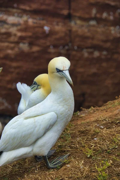 Grenat Nordique Unique Sur Rocher Rouge Île Heligoland — Photo