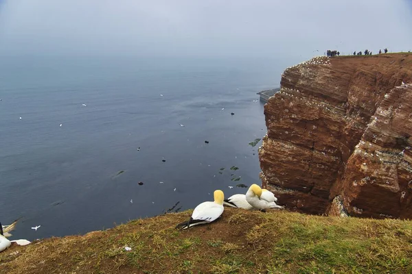 kırmızı Kaya üzerinde kuzey garnet kolonisi - Heligoland adası