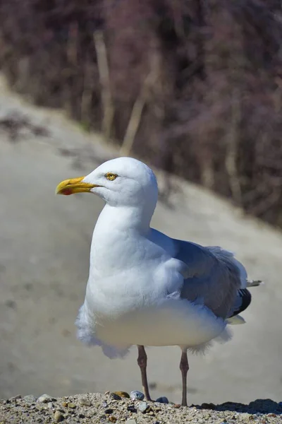 Single European Herring Gull Heligoland Island Dune North Beach Larus — Stock Photo, Image