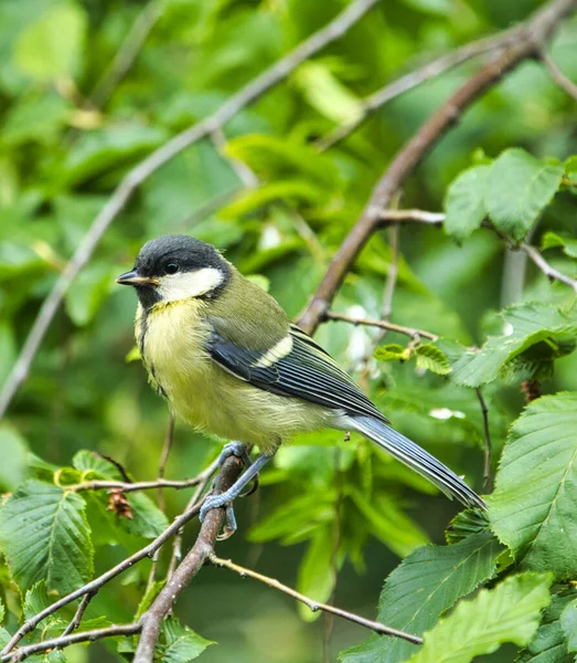 Great Tilt Freier Wildbahn Auf Grünem Baum — Stockfoto