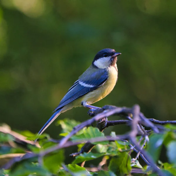 Vahşi doğada yeşil ağaçtaki büyük eğim