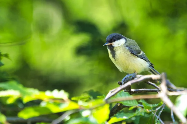 Gran Inclinación Naturaleza Árbol Verde — Foto de Stock