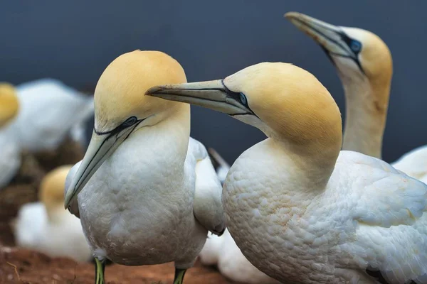 Paar Nördlicher Granat Auf Dem Roten Felsen Insel Helgoland — Stockfoto