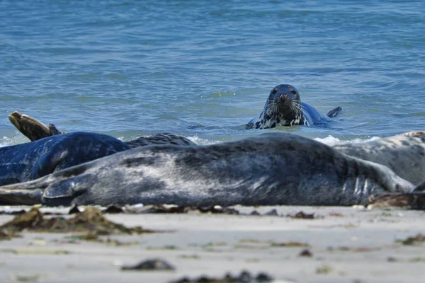 Heligoland Kuzey Plajında Wijd Gri Mühür Ada Dune Northsea Almanya — Stok fotoğraf