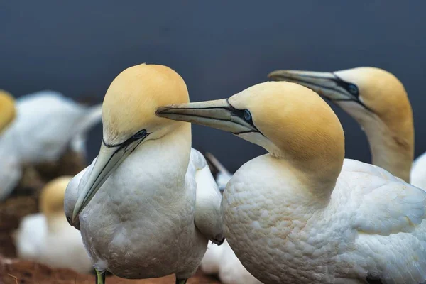 Paar Nördlicher Granat Auf Dem Roten Felsen Insel Helgoland — Stockfoto