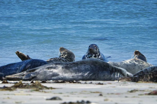 Heligoland Kuzey Plajında Wijd Gri Mühür Ada Dune Northsea Almanya — Stok fotoğraf