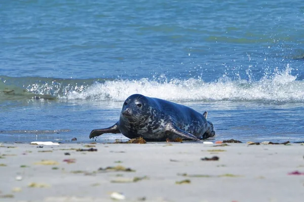 Heligoland kuzey plajında Wijd Gri mühür - ada Dune i- Northsea - Almanya