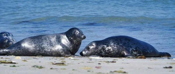 Wijd Selo Cinzento Praia Norte Heligoland Ilha Duna Northsea Alemanha — Fotografia de Stock