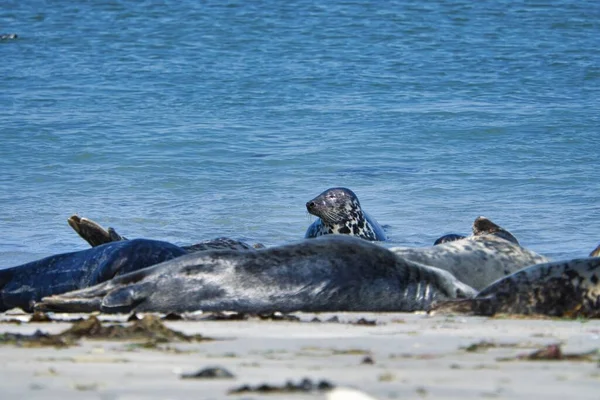 Wijd Grey Seal Północnej Plaży Helgoland Wyspa Dune Northsea Niemcy — Zdjęcie stockowe