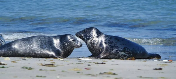 Wijd Foca Gris Playa Norte Heligoland Isla Dune Northsea Alemania — Foto de Stock