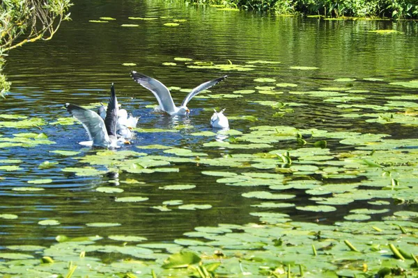 Groep Ofeuropean Haring Meeuw Helgoland Eiland Duin Schoonmaken Van Veren — Stockfoto