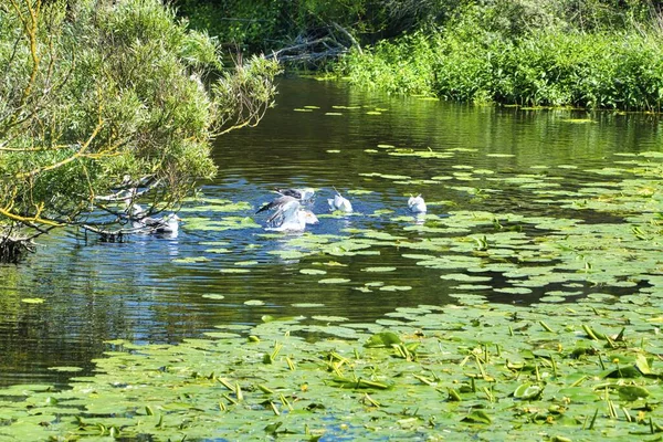 Heligoland avrupa ringa martı Grubu - ada Dune - tatlı su gölet içinde tüy temizleme - Larus argentatus