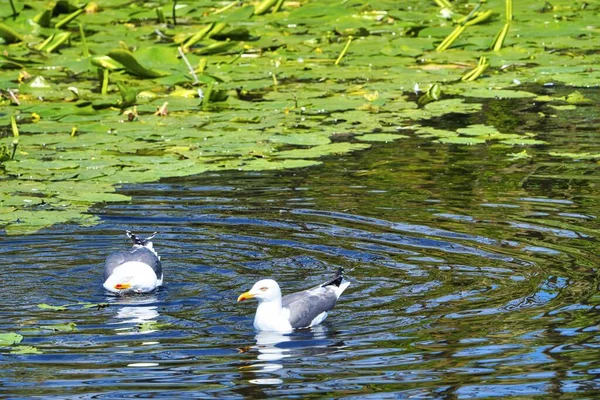 Groep Ofeuropean Haring Meeuw Helgoland Eiland Duin Schoonmaken Van Veren — Stockfoto