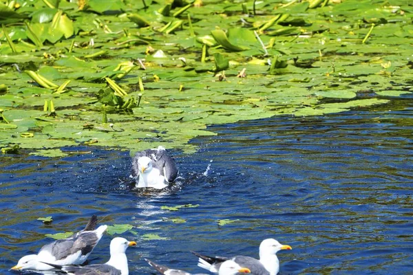 Heligoland avrupa ringa martı Grubu - ada Dune - tatlı su gölet içinde tüy temizleme - Larus argentatus